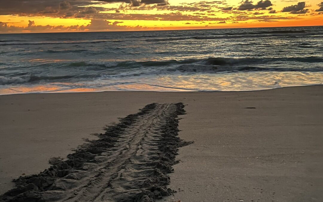 SEO strategies for small business near Hobe Sound, FL: sunset beach footprints.