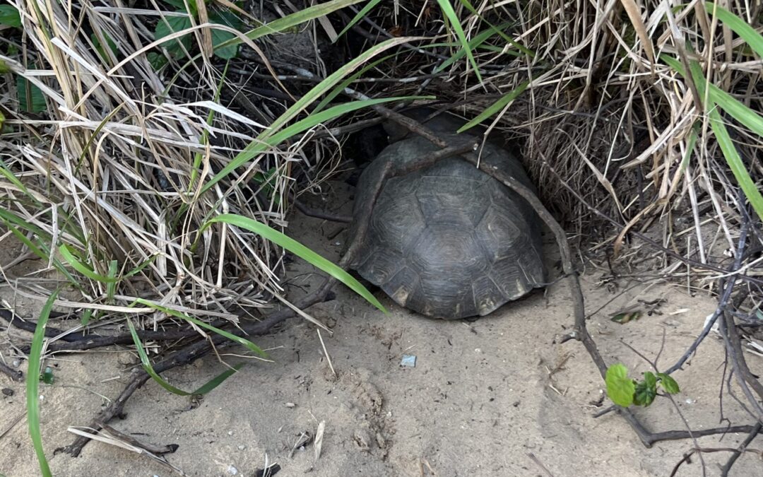 Turtle hiding in sand, ideal for small business SEO packages in Hobe Sound.