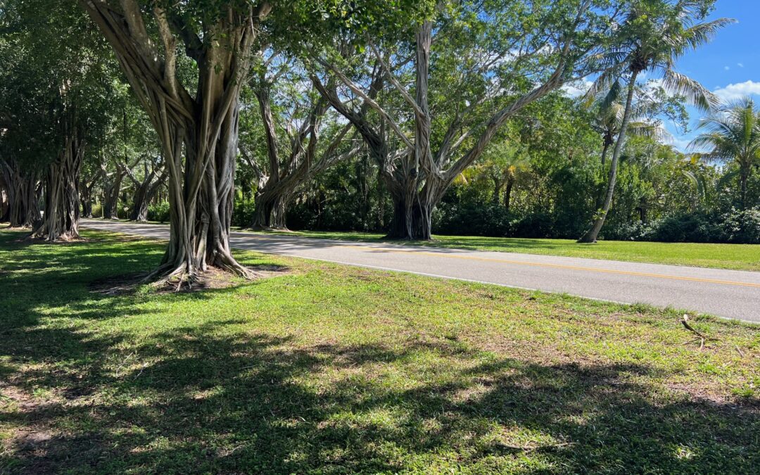 Hobe Sound road encased by trees, exemplifying small business SEO services.